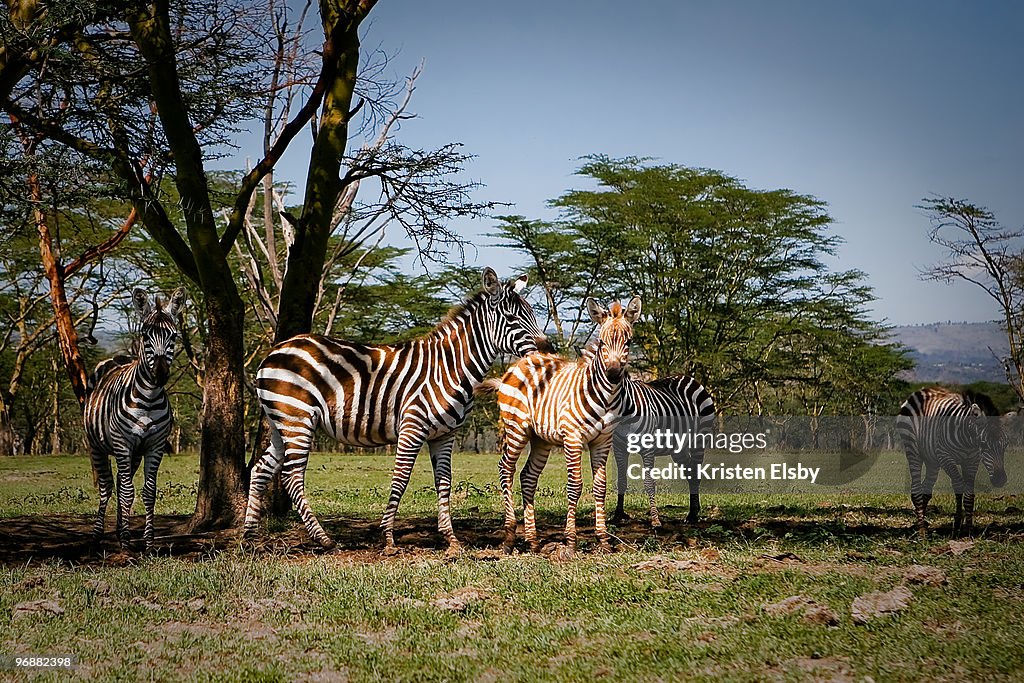 Zebras