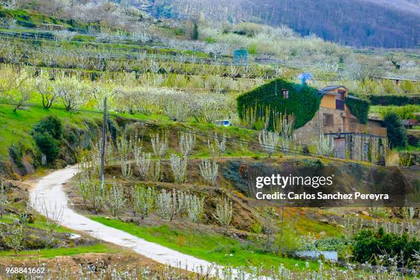 rural scene in spain - jerte fotografías e imágenes de stock