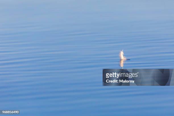 feather floating on clear blue water. chiemgau, bavaria, germany - sea water bird fotografías e imágenes de stock