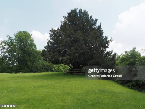 old yew tree on alpine pasture (taxus baccata) - tejo fotografías e imágenes de stock
