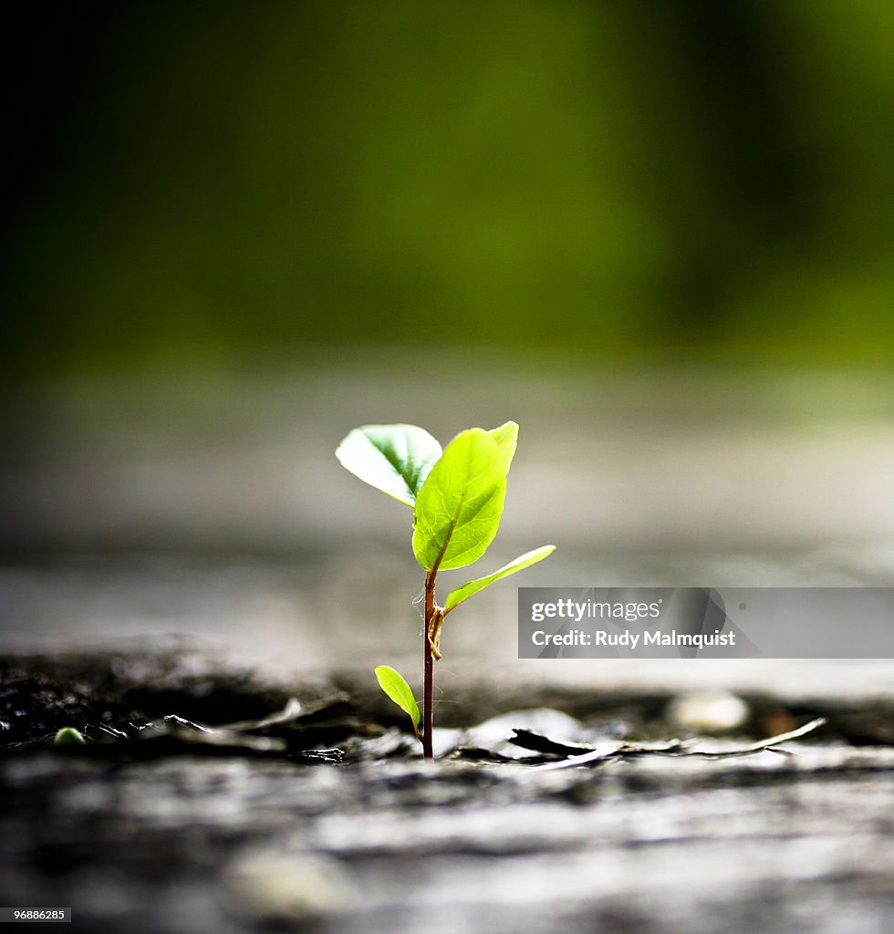 Tree Sapling Growing out of a railroad bridge