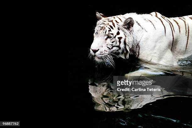 white tiger in water - tiger print stock pictures, royalty-free photos & images