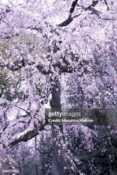 weeping cherry tree - oriental cherry tree stock pictures, royalty-free photos & images