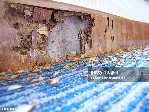 daños causados por termites (serie - pest fotografías e imágenes de stock