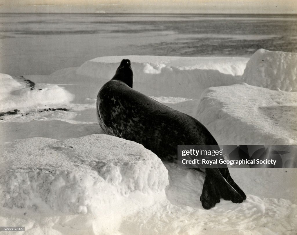 Weddell seal at Cape Evans