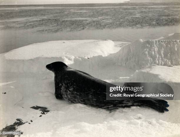 Weddell seal at Cape Evans, Antarctica, 1910. British Antarctic Expedition 1910-1913.