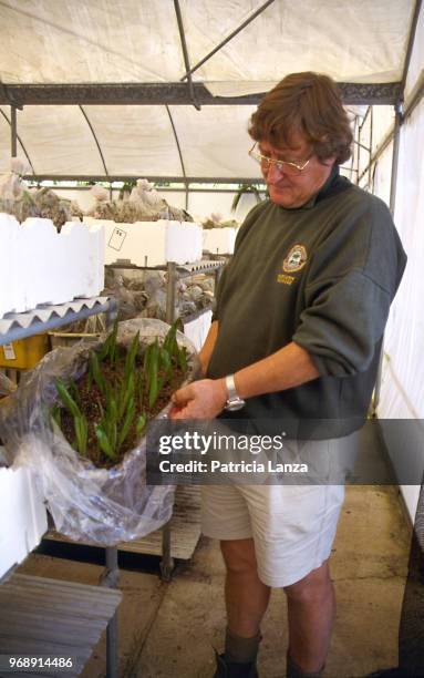 View of an unidentified nursery worker as he tends to a box of Kentia Palm saplings, Lord Howe Island, Australia, May 2001. The trees are native to...