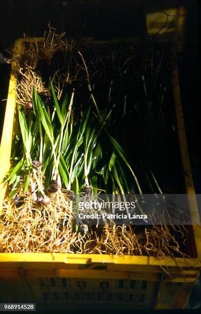 View of a crate of Kentia Palm seedlings in a nursery, Lord Howe Island, Australia, May 2001. The trees are native to the island and are grown for...