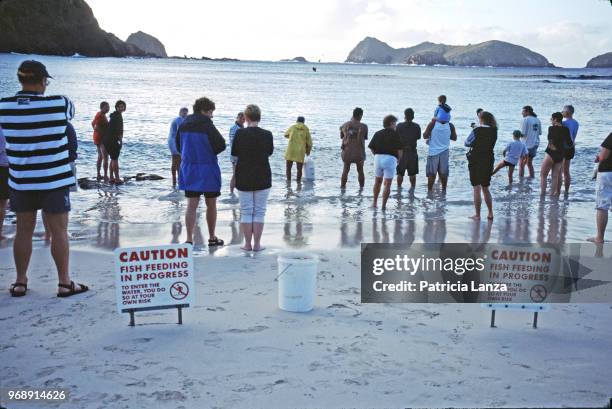 View of a large group of people as they stand in the water at Ned's Beach during a fish feeding, Lord Howe Island, Australia, May 2001.