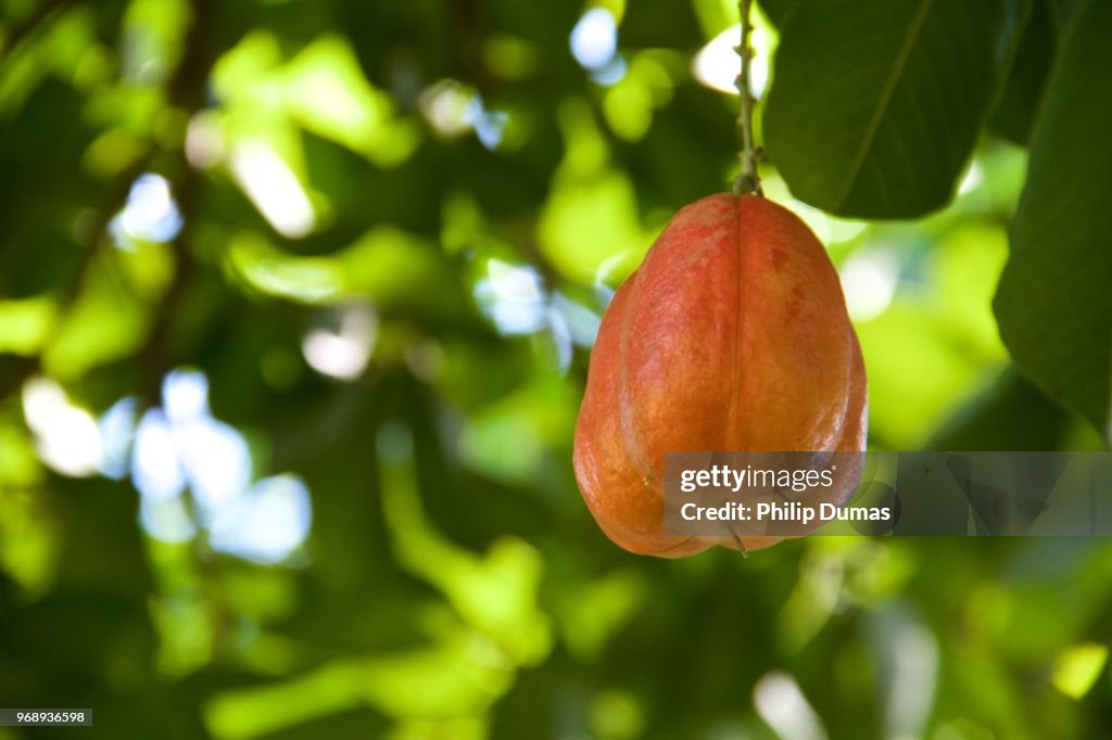 Ackee fruit (Blighia sapida)