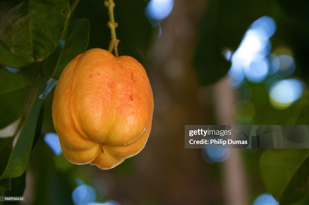 Ackee ripening (Blighia Sapida)