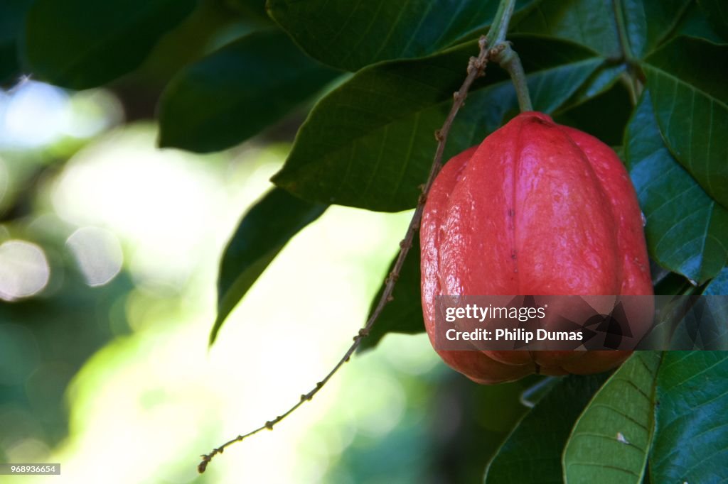Ackee on tree (Blighi sapida)