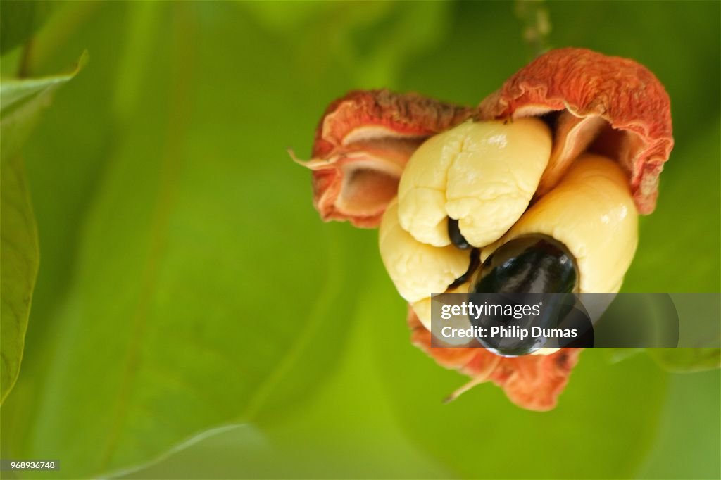 Open Ackee (Blighia sapida)