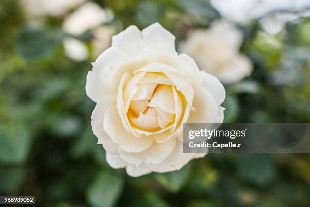 flore - rose blanche - rose blanche stockfoto's en -beelden