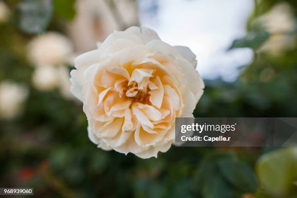 flore - rose blanche - rose blanche stockfoto's en -beelden