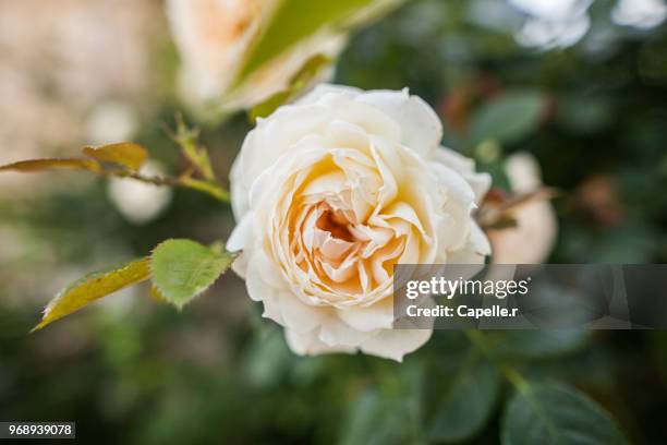 flore - rose blanche - rose blanche stockfoto's en -beelden