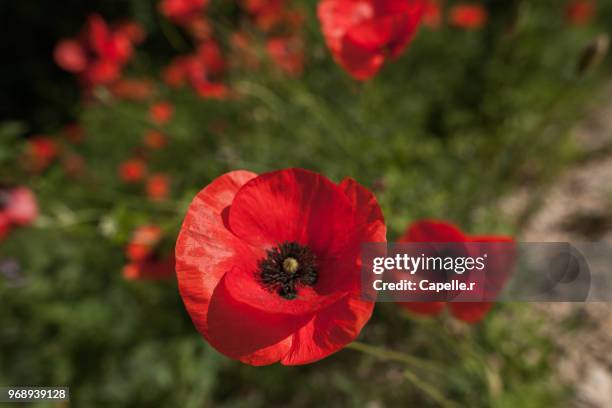 flore - coquelicot - coquelicot fotografías e imágenes de stock