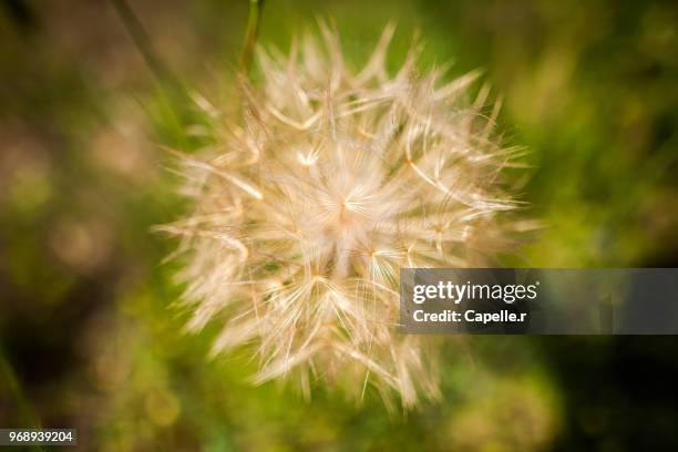 nature - pissenlit géant taraxacum - géant stock-fotos und bilder