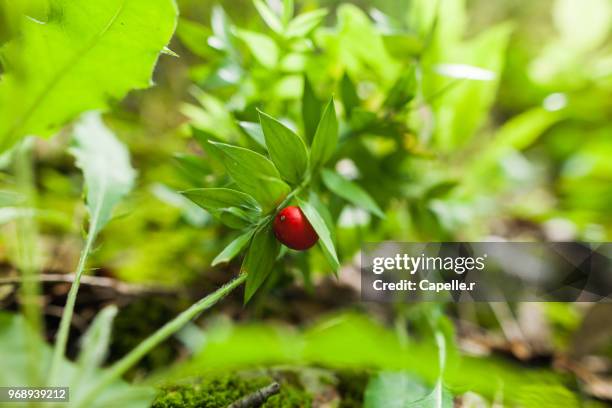 Bae Rouge 28 Baie Rouge Stock Photos, High-Res Pictures, and Images - Getty Images