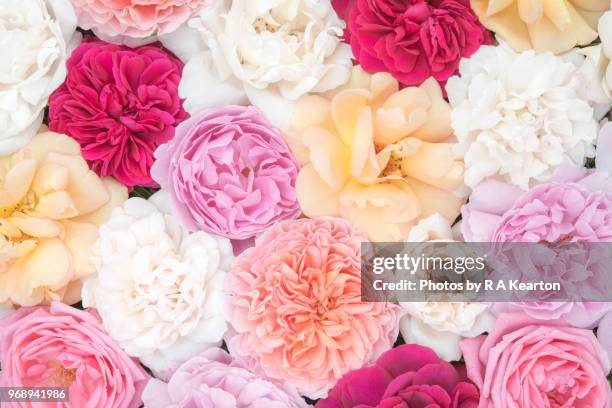 beautiful june roses in soft pastel colours - bleached stockfoto's en -beelden