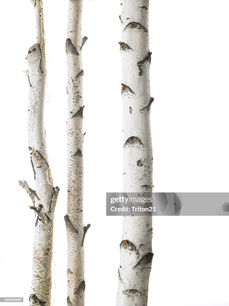 White birches triple