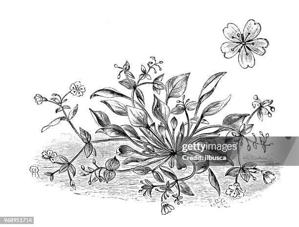 botanik pflanzen antik gravur abbildung: claytonia sibirica, sibirische frühling schönheit, sibirische miner's salat, candy blume, rosa portulak - portulak stock-grafiken, -clipart, -cartoons und -symbole
