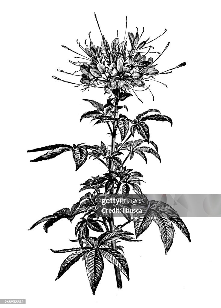 Botany plants antique engraving illustration: cleome pungens