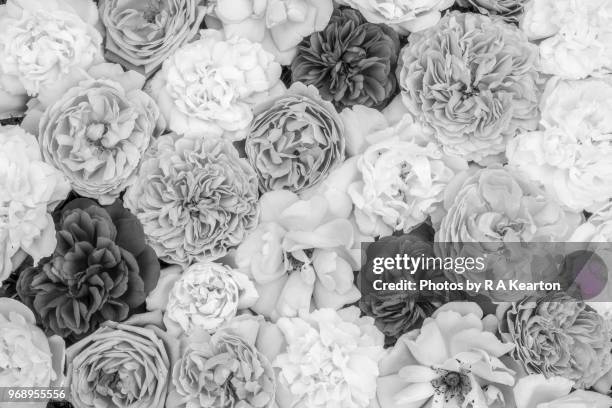 abstract pattern of silky, double roses - double flower stock pictures, royalty-free photos & images