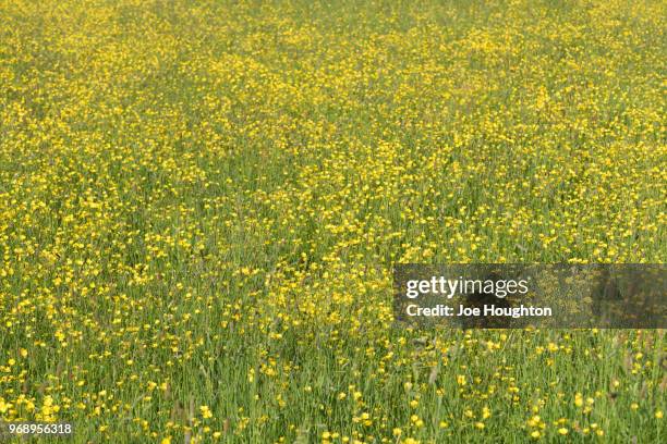 buttercup field - landscape - joe houghton stock-fotos und bilder