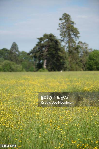 buttercup field and trees - joe houghton stock-fotos und bilder