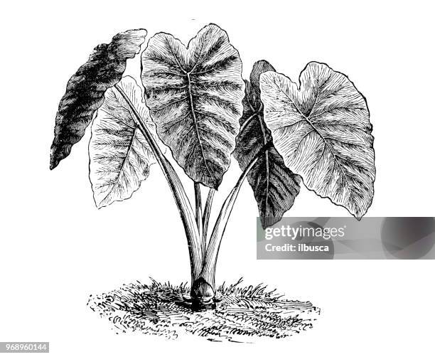 botany plants antique engraving illustration: colocasia esculenta, taro - taro stock illustrations