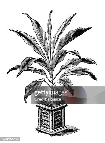 Botanik Pflanzen Antik Gravur Abbildung: Cordyline Cannaefolia Botanik Pflanzen Antik Gravur Abbildung: Cordyline Cannaefolia