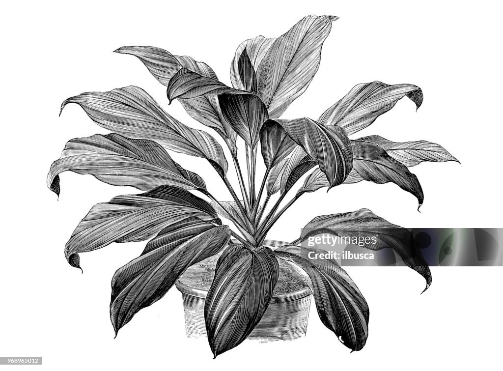 Botany plants antique engraving illustration: cordyline magnifica