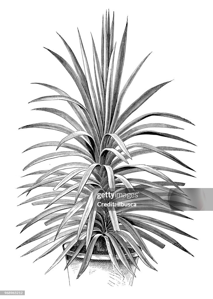 Botany plants antique engraving illustration: Cordyline congesta, narrow-leaved palm lily