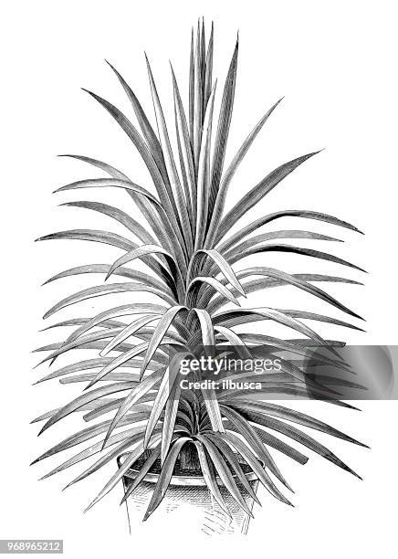 botany plants antique engraving illustration: cordyline congesta, narrow-leaved palm lily - tapered roots stock illustrations