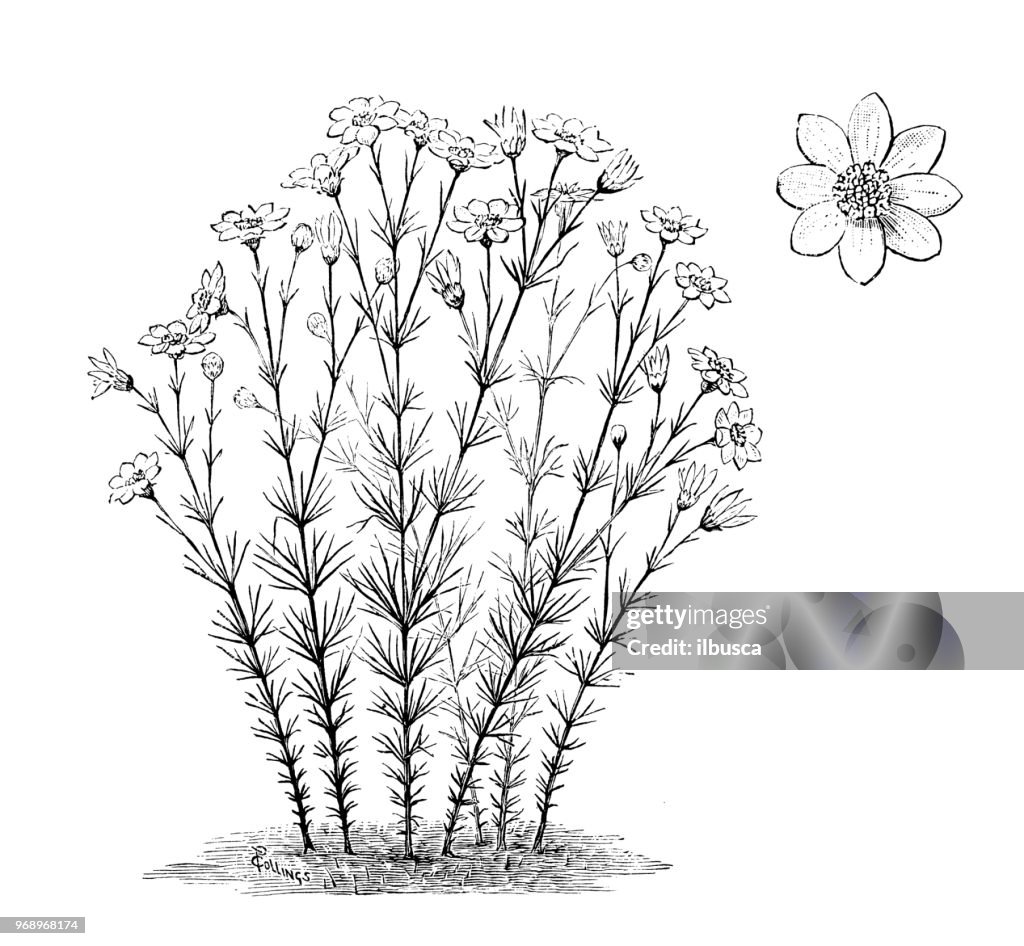Botany plants antique engraving illustration: Coreopsis verticillata, whorled tickseed