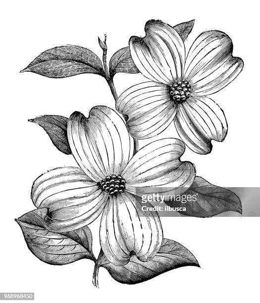 植物學植物古董雕刻插圖: 山茱萸佛羅里達 - dogwood blossom 幅插畫檔、美工圖案、卡通及圖標
