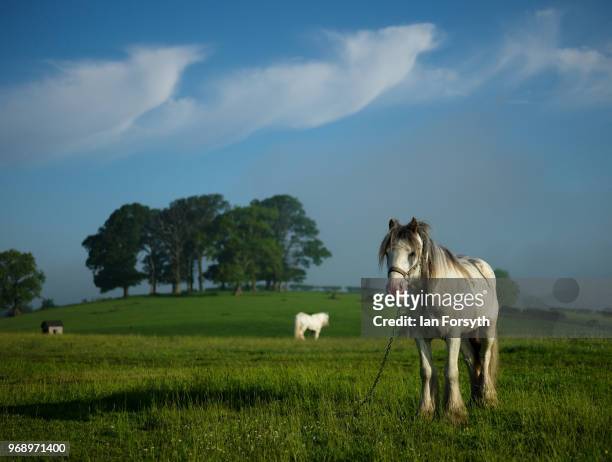 Traveller horses are tethered in a field in a campsite on the first day of the Appleby Horse Fair on June 7, 2018 in Appleby, England.The fair is an...
