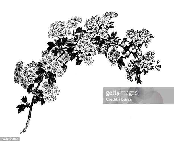 botany plants antique engraving illustration: crataegus monogyna, hawthorn - hawthorn,_victoria stock illustrations