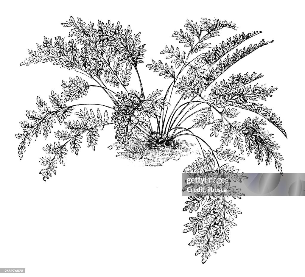 Cryptogramma Botany Plants Antique Engraving Illustration Cryptogramma ...
