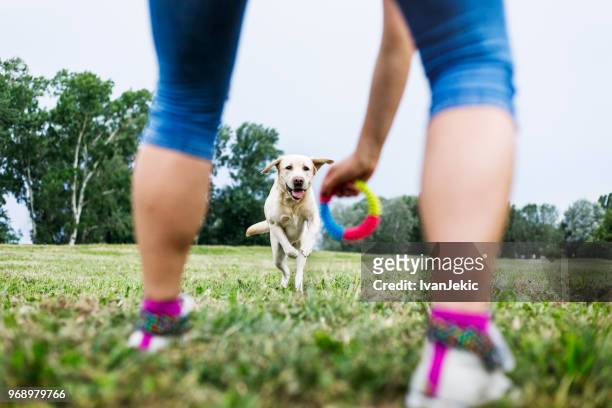 jeune femme jouant avec son chien à l’extérieur - jouet pour chien photos et images de collection