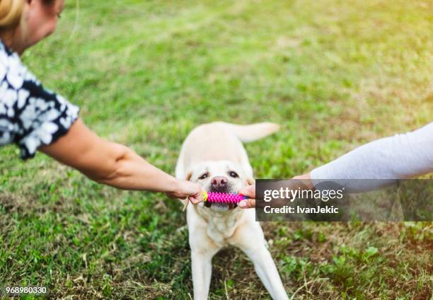 cheerful dog playing with his owners - ivanjekic stock pictures, royalty-free photos & images