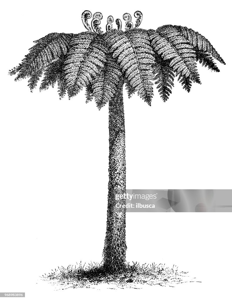 Botany plants antique engraving illustration: Cyathea dealbata, silver tree-fern, silver fern