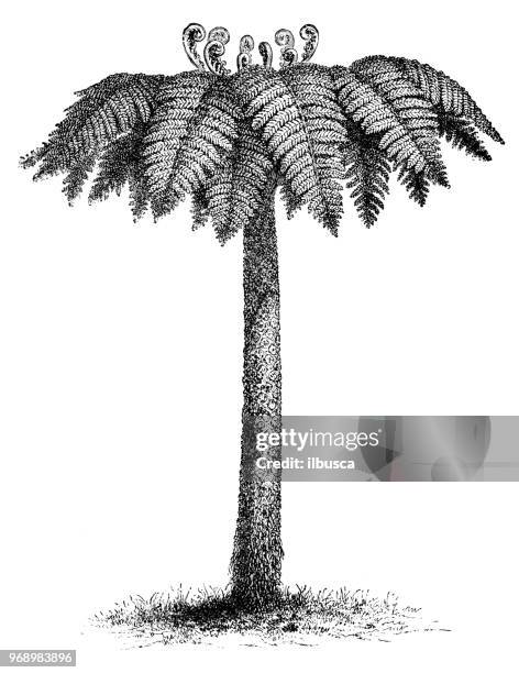 botany plants antique engraving illustration: cyathea dealbata, silver tree-fern, silver fern - silver fern stock illustrations