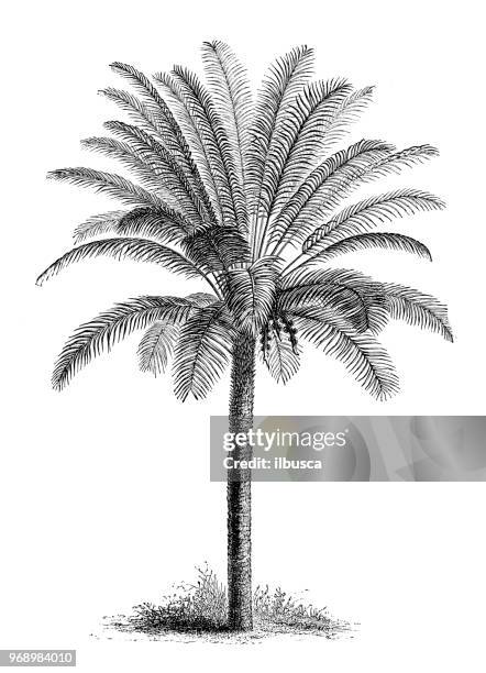 illustrations, cliparts, dessins animés et icônes de plantes de botanique antique illustration de gravure : cycas circinalis, reine sagou - gravure