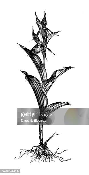 botanik pflanzen antik gravur abbildung: cypripedium calceolus - calceolus stock-grafiken, -clipart, -cartoons und -symbole