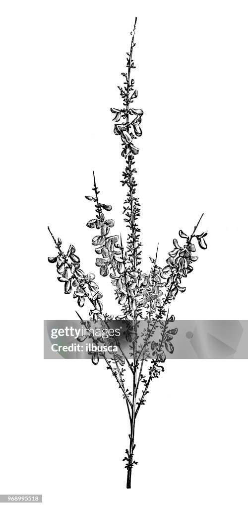 Botany plants antique engraving illustration: Cytisus scoparius, common broom, Scotch broom