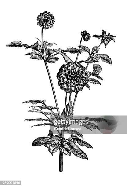 botany plants antique engraving illustration: dahlia variabilis - dog tick stock illustrations