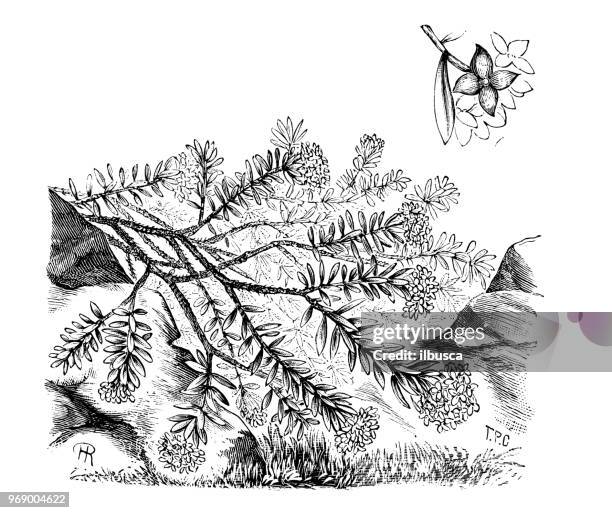 botany plants antique engraving illustration: daphne cneorum, garland flower, rose daphne - ginger flower stock illustrations