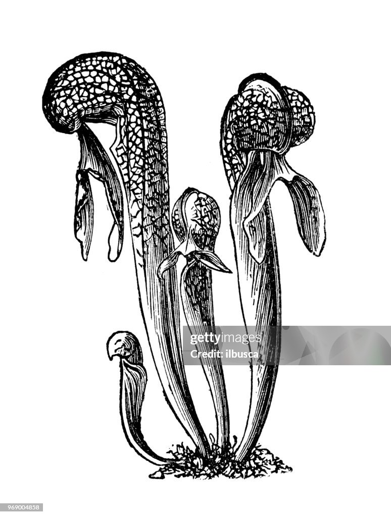 Botany plants antique engraving illustration: Darlingtonia californica, California pitcher plant, cobra lily, cobra plant